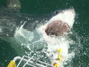 photo credit: Shark Cage Diving in Hermanus via photopin (license)